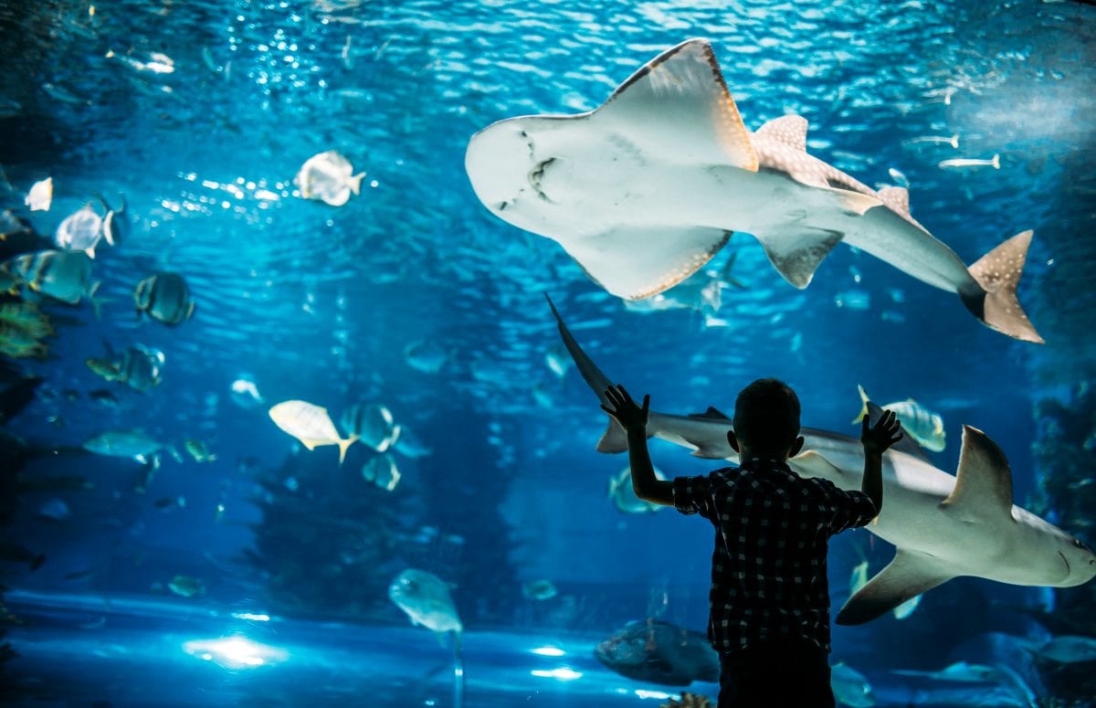 Zoos and aquariums are important beyond the enjoyment they bring to people.