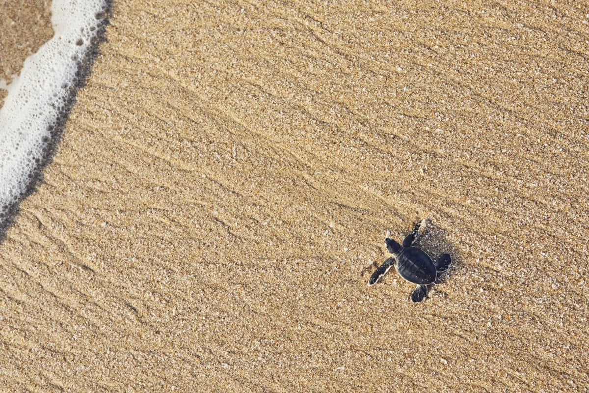 Baby sea turtles represent one species at its most vulnerable.